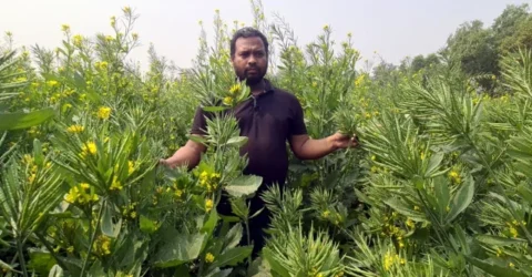 এক গাছে আধা কেজি সরিষা চাষে বাজিমাত জাফরের