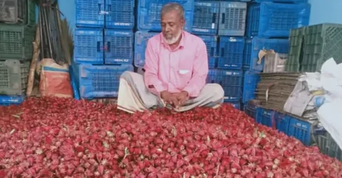 যে ফল তরকারিতে সেই ফলেই চা, কদর বাড়ছে ‘আমিলার’