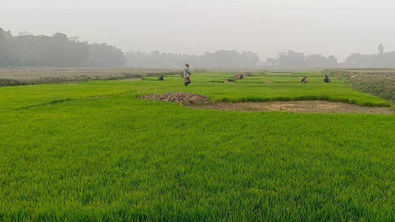 নদী-খাল দখল করে চাষাবাদ