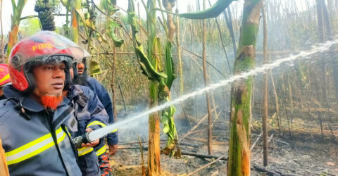 আগুনে কৃষকের ১২ বিঘা পানের বরজ পুড়ে ছাই