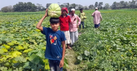 উচ্ছ্বাসিত দাউদকান্দির কৃষকরা