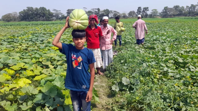 উচ্ছ্বাসিত দাউদকান্দির কৃষকরা