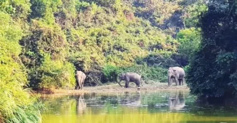 আনোয়ারায় হাতি-মানুষের দ্বন্দ্বে বাড়ছে ক্ষয়ক্ষতি