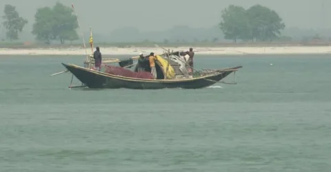 নিষেধাজ্ঞা অমান্য করে পদ্মায় অবাধে চলছে ইলিশ শিকার