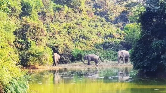 আনোয়ারায় হাতি-মানুষের দ্বন্দ্বে বাড়ছে ক্ষয়ক্ষতি