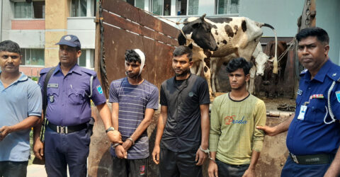 শিক্ষকের খামার থেকে গরু চুরি করে পালানোর সময় ৩ চোর গ্রেপ্তার